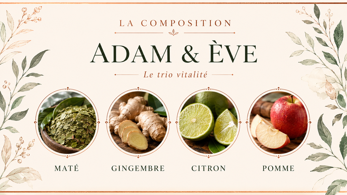 Composition de Maté Adam & Ève – Gingembre, citron & pomme